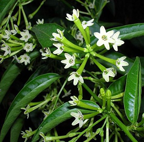 Hirt's Night Blooming Jasmine Plant - Cestrum nocturnum - 4" Pot Cestrum Nocturnum, Fast Growing Shrubs, Jasmine Plant, نباتات منزلية, List Of Flowers, Mosquito Repelling Plants, Fleur Orange, Fragrant Plant, Grow Plants