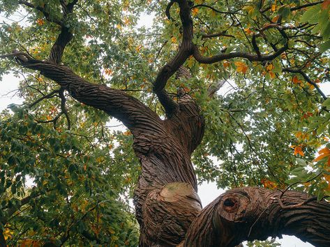 Lukisan Pokok, Sweet Chestnut Tree, Sweet Chestnut, Pixie Hollow, Chestnut Trees, Belle Nature, Narnia, Mother Earth, Pretty Pictures