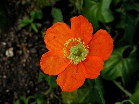 (Papaver californicum) Fire Poppy Angry Student, Fire Poppy, High School Biology Teacher, Poppy Photo, School Biology, High School Biology, Poppies Tattoo, Biology Teacher, Alpine Plants