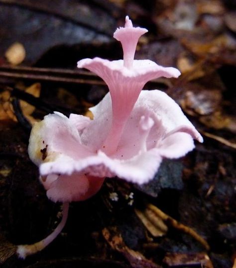 florscent+fungi | new species of fungi coloured an almost fluorescent pink with a ... Nature Mushrooms, Lichen Moss, Mushroom Pictures, Pink Mushroom, Slime Mould, Plant Fungus, Mushroom Fungi, Unusual Plants, Airbrush Art