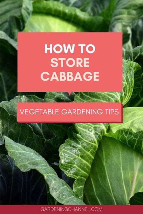 Storing Cabbage In Fridge, Preserving Cabbage, Cabbage Storage, How To Store Cabbage, Veg Growing, Cabbage Vegetable, Freezing Fruit, Canning Food, Storing Vegetables