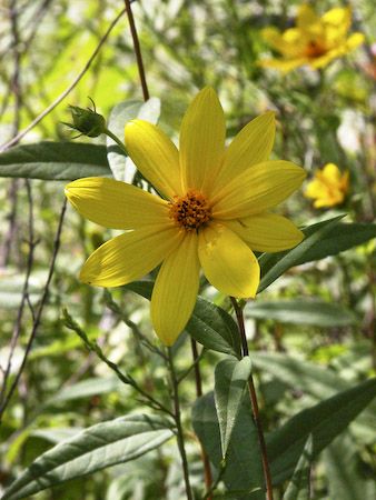 Woodland Sunflower, Live Earth, Sun Loving Plants, Wildlife Habitat, Garden Windows, Replant, Botanical Beauty, Woodland Garden, Sense Of Place