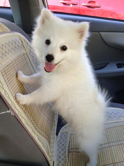 This is Sky! He's a mini American Eskimo and the fluff of my life! - Imgur Pomeranian Mix Puppies, Japanese Spitz Dog, Spitz Puppy, Dog Standing, Wonder Pets, Pomeranian Mix, Spitz Dogs, American Dog, Japanese Spitz