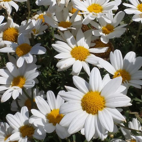 argyranthemum_pure_white_butterfly_marguerite_daisy_gc_argwb_01 Bridesmaid Favors, Sunflower Tattoo Design, Future Mrs, Bachelorette Party Decorations, Yellow Sunflower, Birth Month Flowers, Yellow Aesthetic, White Butterfly, Gnome Garden