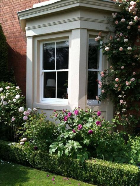 Roses around the bay window Front Garden Bay Window, Bay Window Flower Beds, Landscaping In Front Of Bay Window, Square Bay Windows Exterior, Front Garden Under Window Ideas, Bay Window Garden Ideas Outside, Bay Window Landscape Ideas, Exterior Bay Window Ideas, Bay Window Landscaping