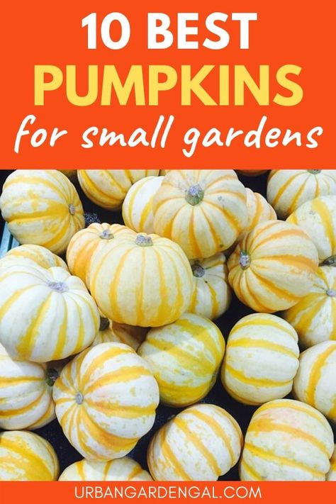 How To Grow Mini Pumpkins, Heirloom Pumpkin Varieties, Mini Pumpkin Patch Garden, Growing Mini Pumpkins, Pumpkin Trellis, Pumpkin Varieties, Planting Pumpkins, Pumpkin Garden, Raised Vegetable Gardens