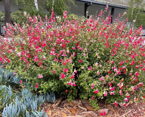 Salvia microphylla 'Hot Lips' - Boething Treeland Farms Salvia Microphylla Hot Lips, Hot Lips Flower, Hot Lips Salvia Landscaping, Hot Lips Salvia Care, Salvia Hot Lips Plant, Hot Lips Salvia, Salvia Hot Lips, Hot Lips Plant, Fast Growing Pine Trees