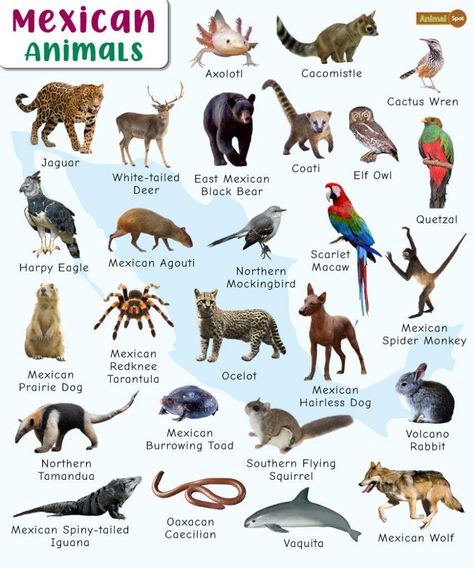 Mexican Animals, Mexico For Kids, Hairless Dog, Fun Facts About Animals, Big Animals, Rare Animals, All About Animals, Animal Species, Animal Facts