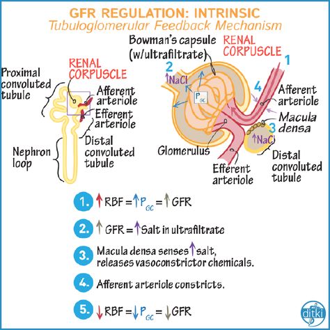 Make Physiology simpler (and more fun!) with our step-wise approach! https://drawittoknowit.com/course/physiology/glossary/physiological-process/gfr-regulation-intrinsic-mechanisms #ditki #usmle #meded #medschool #medstudent #highered #mededonline #usmletutorials #physiology #nursing #pance #physicianassistant #osteopath #allopath #medicine #science #healthscience #nurse #premed #mcat #mbbs Blood Physiology, Raas System, Glomerular Filtration, Renal Physiology, Future Pharmacist, Neurological System, Airway Management, Nclex Prep, Nursing Study Guide