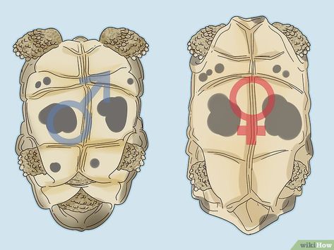 Cómo saber si una tortuga es hembra o macho: 8 Pasos Turtle Anatomy, Yellow Belly Turtle, Tartaruga Habitat, Turtle Facts, Box Turtles, Turtle Names, Turtle Aquarium, Turtle Care, Slider Turtle