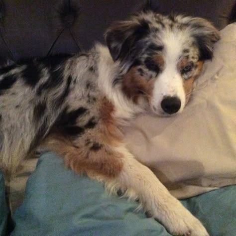 Australian Shepherd Service Dog, Addie Andrews, American Shepherd, Aussie Shepherd, Aussie Puppies, Australian Shepherd Puppies, Aussie Dogs, Cute Animals Puppies, Dream Dog