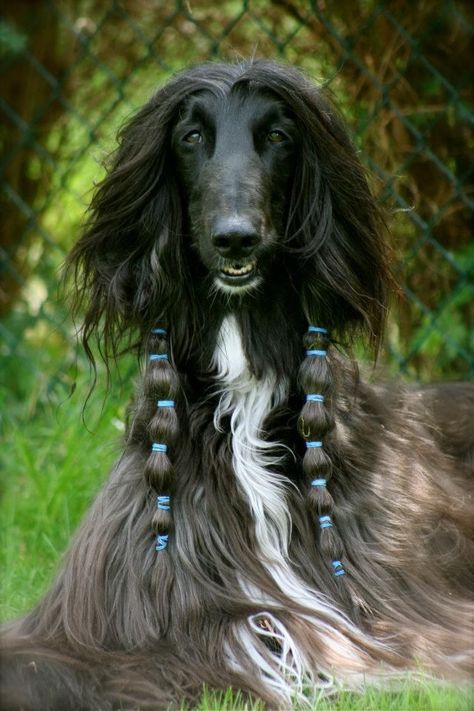 Afghan Hound Puppy, Interesting Hairstyles, Heavy Duty Dog Kennel, Saluki Dogs, Hound Dog Breeds, Rare Dog Breeds, Rare Dogs, Pet Kennels, Dog Playpen