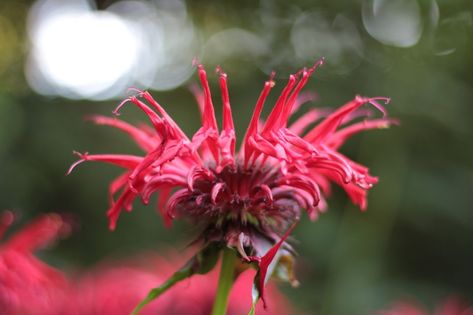 Wild Bergamot/Bee Balm Folklore and Magical Properties Bee Balm Flower, Wild Bergamot, Peat Pots, Seed Starter Kit, Peach Tones, Small Pots, Candy Flowers, Magical Herbs, Border Plants