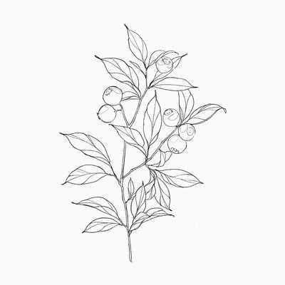 Saskatoon Berry Branch Tattoo, Berry Branch Drawing, Blueberry Branch Drawing, Fine Line Blueberry Tattoo, Berry Tattoo Design, Huckleberry Flower, Blueberry Plant Tattoo, Berry Branch Tattoo, Blueberry Bush Tattoo