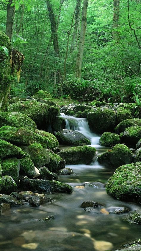 Waterfall Background, Lush Green Forest, Waterfall Wallpaper, Waterfall Pictures, Forest Waterfall, Waterfall Landscape, Scenic Travel, Forest Background, Image Nature