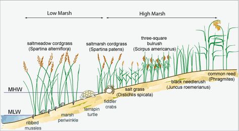 Figure 3 - Tidal zonation of marsh vegetation for Blackwater NWR Salt Marsh, Terrapin, Year 5, Forest School, Permaculture, Ecology, Landscape Design, Garden Tools, Salt