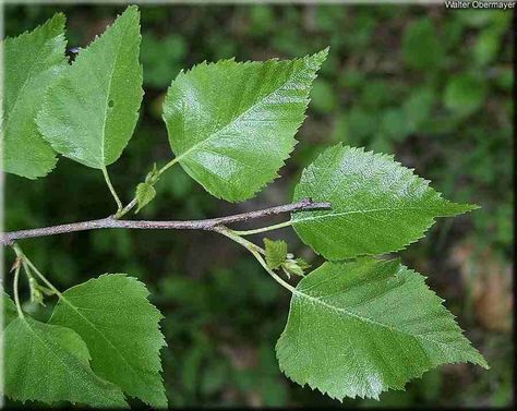 Trees Planet: Betula pendula - Silver Birch - Warty Birch ... European White Birch, Birch Tree Leaves, Silver Birch Tree, Wildlife Tattoo, Birch Leaves, Wild Foraging, Betula Pendula, White Birch Trees, Birch Tree Art