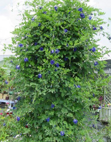 Organic Blue Aparajita Butterfly Pea Vine Clitoria ternatea - 8 Seeds Blue Flowers Garden, Indian Garden, Flax Flowers, Garden Vines, Butterfly Pea Flower, Butterfly Pea, Pea Flower, Bulb Flowers, Flower Farm