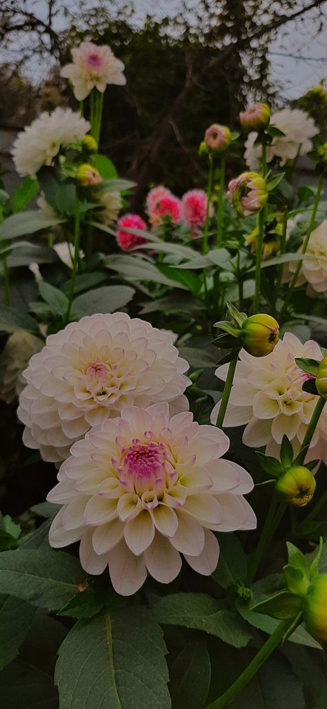 Dalia Flower Aesthetic, Dahlias Aesthetic, Dahlia Flower Aesthetic, Dahlia Flower Wallpaper, Dahlia Aesthetic, Dahlias Wallpaper, Daliah Flower, Dahlia Wallpaper, Dalia Flower