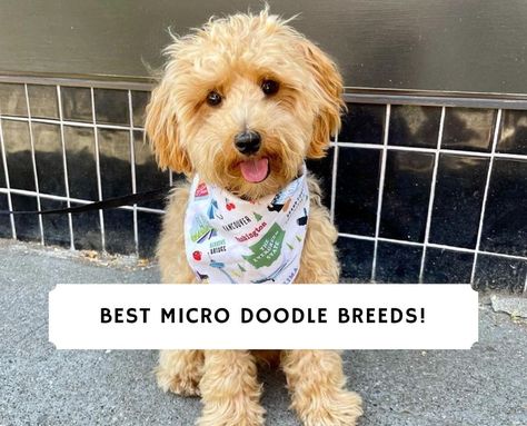 Best Micro Doodle Breeds! (2024) - We Love Doodles Micro Mini Bernedoodle, Double Doodle Dog, Bernie Doodle, Micro Goldendoodle, Micro Poodle, Doodle Dog Breeds, Doodle Breeds, St Berdoodle, Double Doodle