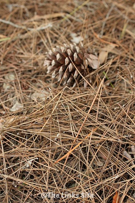 It is wonderful to have access to pine needles that can be used as mulch around the garden. thelinkssite.com Dried Pine Needle Uses, Reindeer Makeup, Makeup Looks Winter, Christmas Makeup Simple, Christmas Party Makeup, Christmas Eyeshadow, Pond House, Christmas Eye Makeup, Holiday 2022