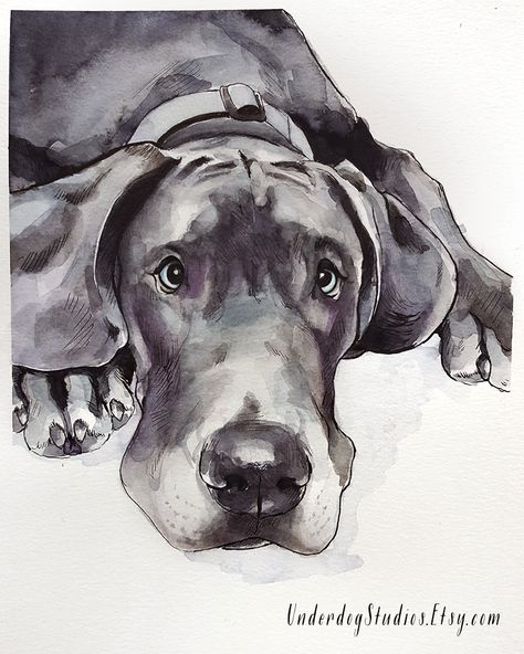 Great Dane Drawing Reference, Great Dane Drawing, Great Dane Tattoo, Great Dane Drawing Cartoon, Great Dane Line Art, Great Dane Art Paintings, Great Dane Watercolor, Watercolor Great Dane, Great Dane Puppies