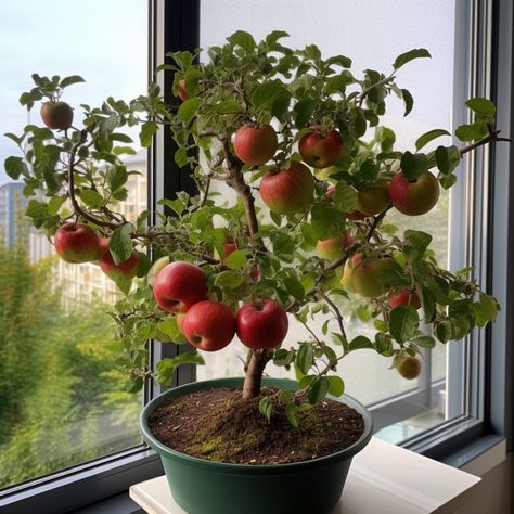 #apple#bonsai Apple Bonsai, Apple Tree Garden, Bonsai Apple Tree, Apple Tree From Seed, Apple Plant, Potted Fruit Trees, Design Garden Ideas, Outdoor Herb Garden, Gardens Of Babylon