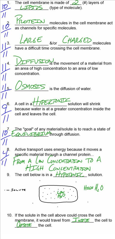 Diffusion and Osmosis Worksheet | Worksheet for Education Osmosis And Diffusion Notes, Diffusion And Osmosis, Biochemistry Notes, Solving Quadratic Equations, Study Flashcards, Biology Notes, High School Classroom, Cell Membrane, Life Hacks For School