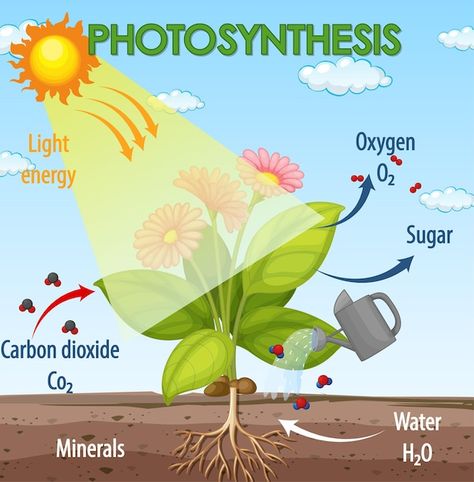 Diagram showing process of photosynthesi... | Free Vector #Freepik #freevector #photosynthesis #landscape-drawing #science-cartoon #food-clipart Process Of Photosynthesis, Cartoon Food, Food Clipart, Photosynthesis, Graphic Resources, Vector Free, Sketch, Science, Clip Art