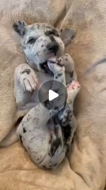 Great Dane Lovers on Instagram: "Each baby gets individual snuggles as I oooh and awww over how cute they are 🥰... they usually can’t hang 💤💙
📸 Credit by 👇
the_oakie_dokie
(DM for credit or removal/ No copyright intended/ All rights are reserved & belongs to their respective owners)

#greatdaneofinstagram #puppylove #greatdanemom #dogmomlife #greatdanenation #greatdaneoftheday #greatdanelovers #doginstagram #greatdanesforlife #greatdanesunlimited #greatdanesunleashed #greatdane #dogloversofinstagram #greatdanelover #greatdanehomies #greatdanedaily #puppyeyes #puppystagram #greatdanepuppy #greatdanefans" Baby Great Dane, Dane Puppies, Great Danes, Great Dane Puppy, Great Dane Dogs, Puppy Eyes, Animal Videos, Photo Projects, Great Dane