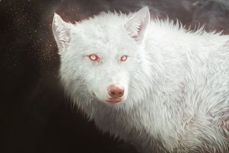 Roadkill Animals, Wolf With Red Eyes, Anime Wolves, Fantasy Wolf, Werewolf Art, Dire Wolf, Red Wolf, Canine Art, Wolf Pictures