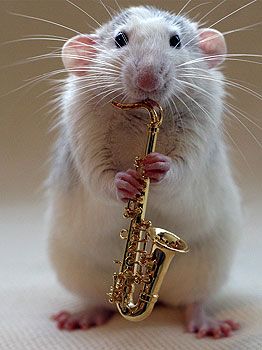 I thought I wanted a dog but an instrument playing rodent would be pretty sweet. Funny Rats, Fancy Rat, Saxophone Players, Funny Mouse, Cute Rats, Gerbil, Pet Rats, Silly Animals, Rodents