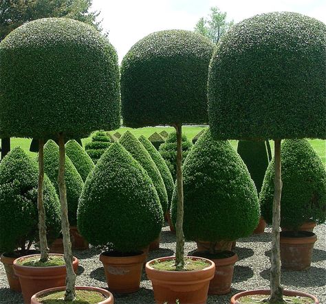 el arte topiario llevado magistralmente. parecen los jardines de disney Topiary Garden, Formal Garden, Topiary Trees, Modern Garden Design, Potted Trees, Formal Gardens, Have Inspiration, Gorgeous Gardens, Green Garden