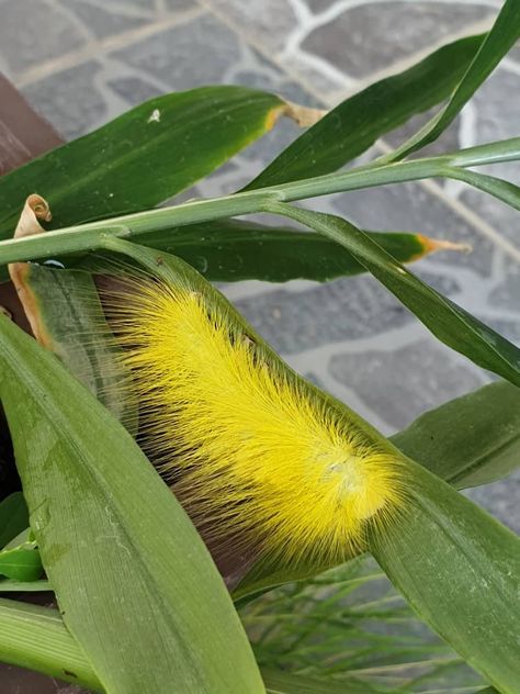 Yellow Caterpillar, Amazing Insects, Interesting Insects, Fool’s Gold, Yellow Animals, Cute Small Animals, Water Animals, Creepy Crawlies, Little Critter