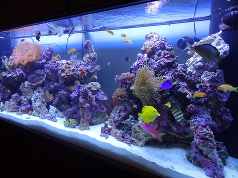 265 gallon salt water reef aquarium. 100 Gallon Aquarium, Garden Aquarium, Aquarium Set, Amazing Aquariums, Saltwater Fish Tanks, Tropical Fish Aquarium, Marine Tank, Aquarium Led, Fishing Room