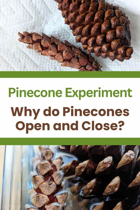 Pinecone Activities Preschool, Pinecone Activities, Pinecone Stem Activity, Pinecone Science Preschool, Pinecone Unit Study, Elementary Science Activities, Pre-k Science, General Science, Cut And Paste Worksheets