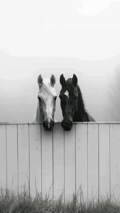 Black And White Horse Wallpaper, Wild Horses Photography Amazing Photos, Horses Wallpaper Aesthetic, Black Horse Wallpaper Iphone, Horse Wallpaper Aesthetic, Black Horse Wallpaper, Wallpaper Horses, Equitation Aesthetic, Mounting A Horse