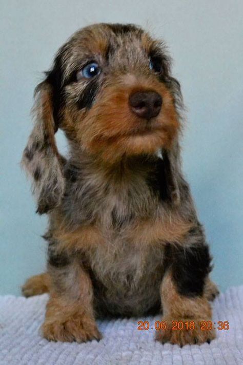 Irbis. Miniature wire haired Dachshund.. Dapple! Joining our family in August 2018! Dachshund Dapple, Dapple Dachshund, Wire Haired Dachshund, Dachshund Puppies, Short Blonde Hair, Sausage Dog, Dachshund, Short Hair, Insects