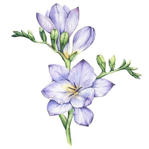 Freesia Flower, Freesia Flowers, Beautiful Flower Drawings, Flower Art Drawing, Floral Drawing, Watercolor Flower Art, Trendy Flowers, Watercolor Flowers Paintings, Botanical Painting