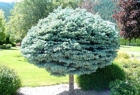 Dwarf Globe Blue Spruce Treeform (1.5 m head) A slow-growing very dense dwarf globular blue spruce with steel-blue needles. This form is grafted on a stem. Grows best in full sun. Canadale Nurseries Ltd. Globe Blue Spruce, Picea Pungens Glauca, Indoor Landscaping, Blue Spruce Tree, Evergreen Landscape, Picea Pungens, Spruce Tree, Easy Landscaping, Garden Shrubs