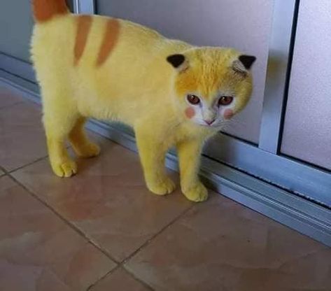 Pikachu Cat, Yellow Cat, Mellow Yellow, Yellow Color, Allergies, Cute Cats, Pikachu, Dog Cat, Yellow