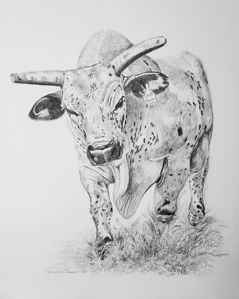 Longhorn Cattle Art, Western Pencil Drawings Cowboy Art, Western Pencil Drawings, Western Things To Draw, Rodeo Drawings, Redo Tattoo, Longhorn Drawing, Bull Head Drawing, Country Sketches