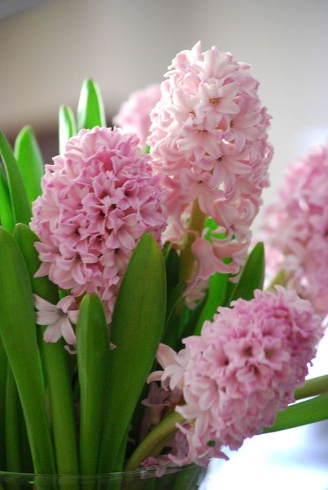 Hyacinth Plant, Frühling Wallpaper, Flower Aesthetics, Hyacinth Flowers, Early Spring Flowers, Macro Flower, Spring Bulbs, Most Beautiful Flowers, Kew Gardens