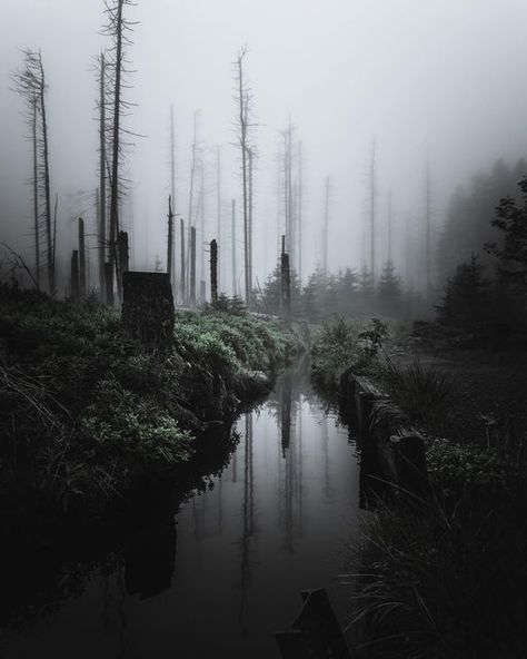 Creepy Nature Photography, Creepy Landscape Photography, Dark Mystical Forest, Evil Forest, Burnt Forest, Environment References, Evil Thoughts, Studio Aesthetic, Horror Photography