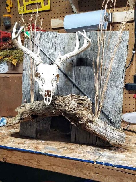 Built this for a gentleman's first archery buck. He was very pleased. Antler Art Projects, Skull Mount Ideas, European Mount Ideas, Euro Mounts, Deer Skull Decor, Deer Skull Mount, Deer Heads Mount, Deer Hunting Decor, European Mount