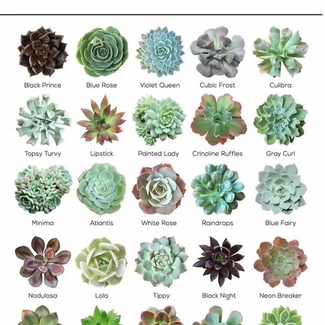 I found these on Pinterest & thought they would be.. Tanaman Sukulen, Different Types Of Succulents, Kaktus Dan Sukulen, Succulent Names, Types Of Succulents Plants, Succulent Landscape Design, Succulent Landscaping, Zone 9, Succulent Garden Diy