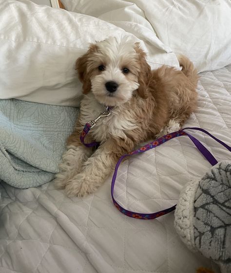 Red And White Bernedoodle, Red Havanese, Bernadoodle Mini, Small Labradoodle, Bernedoodle Mini, Poodle Puppy Training, White Labradoodle, Bernadoodle Puppy, Puppy Mom