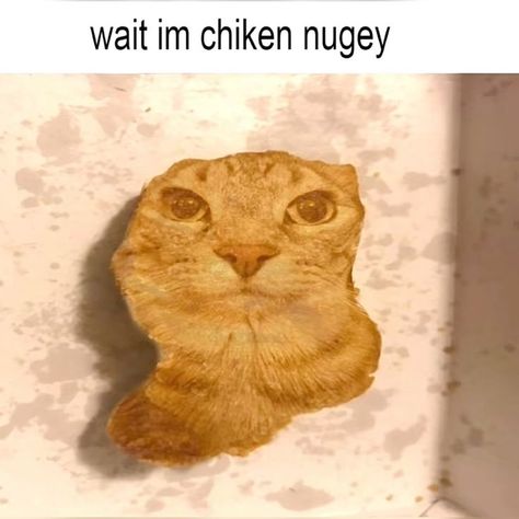 Cats Crazy, Cat Memes Funny, Posting On Instagram, Night Whispers, Funny Looking Cats, Ugly Cat, Chicken Nugget, Image Chat, Silly Cats Pictures