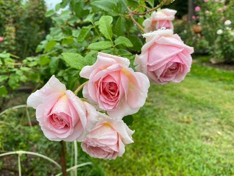 David Austin Roses | Abraham​ Darby​ my​ little​ garden​ today.​ David Austin Roses, David Austin, Little Garden, Austin, Thailand, Roses