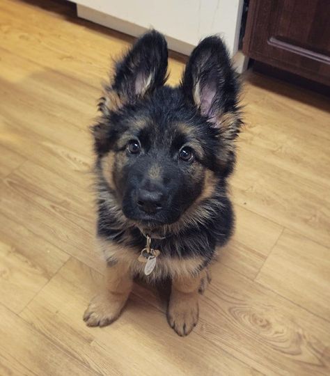 German Shepherd Puppies Training, Dream Pet, Epic Love, Super Cute Puppies, Very Cute Dogs, Gsd Puppies, Shepherd Puppy, Cute Dog Pictures, Really Cute Dogs